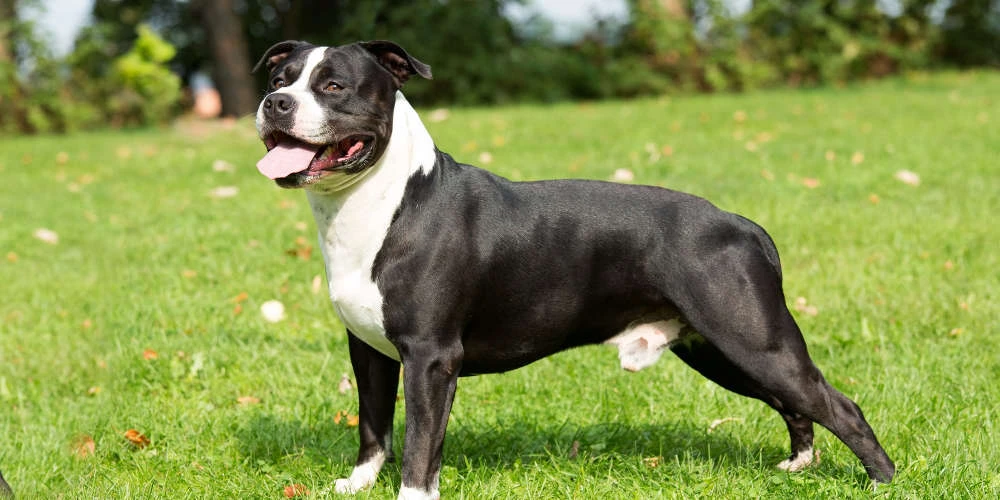 Ανείπωτη τραγωδία: Σκυλί σκότωσε επτά μηνών βρέφος